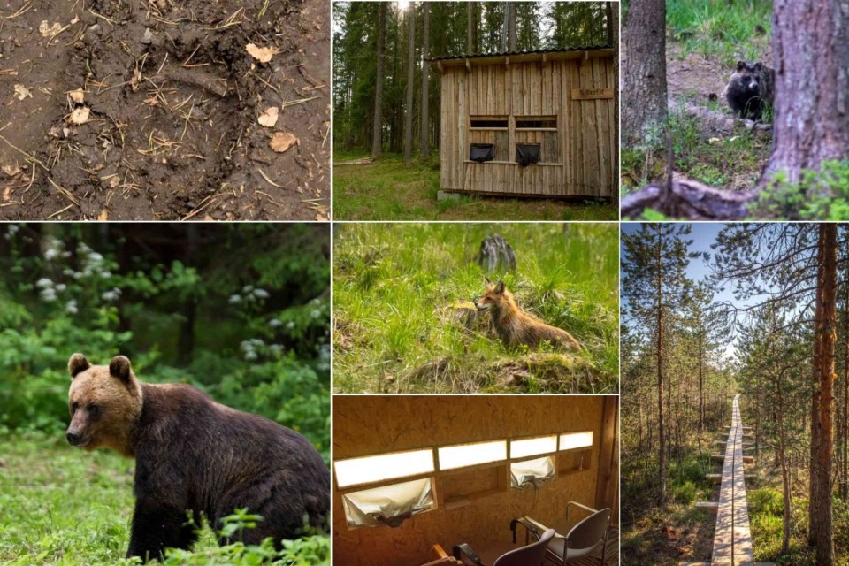 <p data-start="114" data-end="170"><strong data-start="114" data-end="170">Estonia&rsquo;s wild side up close&nbsp;</strong></p>
<p data-start="172" data-end="438">Lahemaa National Park is one of the best places in Estonia for quiet forests, wildlife watching and long wooden boardwalk trails. The bog paths of the <strong data-start="323" data-end="341">Viru Bog Trail</strong> take you through open wetlands and pine forest, making it one of the park&rsquo;s most popular routes.&nbsp;</p>
<p data-start="440" data-end="753">For wildlife enthusiasts, the bear-watching hides near <strong data-start="495" data-end="515">Alutaguse Forest</strong> offer a safe way to spot brown bears, foxes and raccoon dogs in their natural environment. You can also explore simple wooden huts and observation shelters around <strong data-start="679" data-end="691">Joaveski</strong> and <strong data-start="696" data-end="705">Oandu</strong>, where the forest feels untouched and peaceful.&nbsp;</p>
<p data-start="755" data-end="895">Tracks on the forest floor, calm lakes and the sound of birds all make Lahemaa ideal for anyone who wants real nature and slow outdoor time.&nbsp;</p>
<p data-start="897" data-end="1000" data-is-last-node="" data-is-only-node="">#LahemaaNationalPark #VisitEstonia #EstoniaNature #ViruBog #AlutaguseForest #EstoniaTravel #WildEstonia</p>