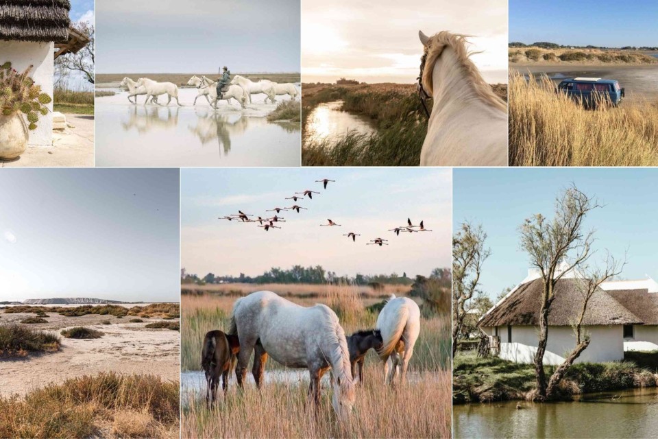 <p data-start="113" data-end="175"><strong data-start="113" data-end="175">Wild and wonderfully untamed&nbsp;</strong></p>
<p data-start="177" data-end="460">Salt-kissed winds, wide open marshlands, and that endless golden light&hellip; the <strong data-start="253" data-end="265">Camargue</strong> is a world of its own. Here, herds of <strong data-start="304" data-end="329">Camargue white horses</strong> roam freely through shimmering wetlands, guided by the traditional <strong data-start="397" data-end="409">gardians</strong> on horseback &mdash; a scene that feels almost mythical.&nbsp;</p>
<p data-start="462" data-end="722">Pink wings sweep across the sky as flocks of <strong data-start="507" data-end="520">flamingos</strong> rise from the lagoons, their reflections glowing softly in the water. Quiet paths lead you past reed-lined rivers, rustic <strong data-start="643" data-end="661">mas farmhouses</strong>, and untouched stretches of sand that seem to go on forever.&nbsp;</p>
<p data-start="724" data-end="802">It&rsquo;s France at its most raw and poetic &mdash; simple, serene, and beautifully wild.&nbsp;</p>
<p data-start="804" data-end="883" data-is-last-node="" data-is-only-node="">#Camargue #France #WildHorses #Flamingos #Provence #NatureLovers #SouthOfFrance</p>