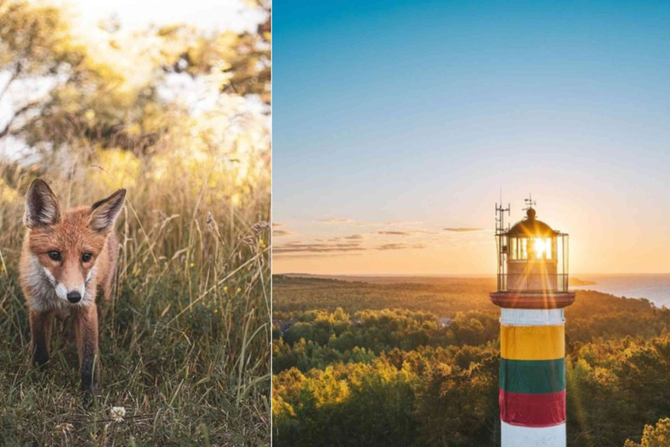 <p data-start="0" data-end="247">Lithuania is a destination for travelers who enjoy <strong data-start="51" data-end="61">nature</strong>, <strong data-start="63" data-end="83">quiet landscapes</strong> and <strong data-start="88" data-end="113">authentic experiences</strong>. Walk through national parks filled with forests lakes and wildlife. Spot foxes deer and birds in wide open spaces far from crowds.</p>
<p data-start="249" data-end="481">Visit the Curonian Spit with its dunes pine forests and iconic lighthouses overlooking the Baltic Sea. Explore charming towns coastal villages and historic cities like Vilnius where baroque architecture meets a relaxed caf&eacute; culture.</p>
<p data-start="483" data-end="622">Lithuania offers space to slow down and reconnect. Ideal for road trips nature lovers and those looking for Europe beyond the usual routes.</p>
<p data-start="624" data-end="758" data-is-last-node="" data-is-only-node="">#Lithuania #VisitLithuania #BalticTravel #NatureLovers #HiddenEurope #ExploreEurope #TravelInspiration #WildLandscapes #RoadTripEurope</p>