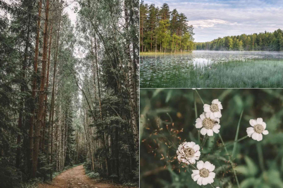 <p data-start="0" data-end="40">🌿 <strong data-start="3" data-end="40">Finding Peace in Finland&rsquo;s Nature</strong></p>
<p data-start="42" data-end="293">With more forests than almost anywhere else in Europe, Finland offers a rare sense of space and calm. Wander along quiet woodland trails, listen to the wind in the trees and discover crystal-clear lakes that seem to stretch endlessly into the horizon.</p>
<p data-start="295" data-end="602">One of Finland&rsquo;s most remarkable features is its network of nearly <strong data-start="362" data-end="379">188,000 lakes</strong>, earning it the nickname <em data-start="405" data-end="435">The Land of a Thousand Lakes</em>. Combined with vast forests and protected nature reserves, these landscapes create the perfect setting for hiking, <a href="https://www.getyourguide.com/finland-l169007?interestFilters=tc-172&amp;partner_id=GZ1KO7T&amp;utm_medium=travel_agent">wildlife spotting</a> and moments of pure tranquillity.</p>
<p data-start="604" data-end="761">Whether you're walking beneath towering pines or watching the morning mist rise from a lakeshore, Finland invites you to slow down and reconnect with nature.</p>
<p data-start="763" data-end="839">✨ Sometimes the most memorable experiences are found in the quietest places.</p>
<p data-start="841" data-end="959">📍 <strong data-start="844" data-end="859">Highlights:</strong> Finland&rsquo;s lake district, forest hiking trails, pristine lakeshores and untouched Nordic wilderness.</p>









<p data-start="999" data-end="1071" data-is-last-node="" data-is-only-node="">#VisitFinland #FinnishNature #LandOfALakes #NordicEscape #OutdoorFinland</p>