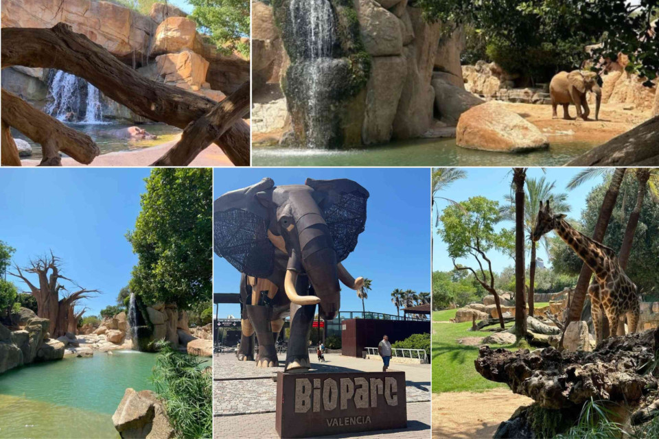 <p data-start="0" data-end="48">🦒 <strong data-start="3" data-end="48">A Wild Adventure in the Heart of Valencia</strong></p>
<p data-start="50" data-end="354">Just minutes from Valencia's historic centre lies one of Europe's most innovative wildlife parks: <strong data-start="148" data-end="168">Bioparc Valencia</strong>. Designed around the concept of "zoo immersion", visitors step directly into carefully recreated African landscapes where animals roam in naturalistic habitats without visible barriers.</p>
<p data-start="356" data-end="662">From majestic elephants and towering giraffes to lush wetlands, waterfalls and baobab-inspired scenery, Bioparc offers an unforgettable experience for families, nature lovers and curious explorers alike. It feels less like visiting a zoo and more like embarking on an African safari in the middle of Spain.</p>
<p data-start="691" data-end="1080">After exploring Bioparc, visitors can enjoy traditional Valencian cuisine, stroll through vibrant neighbourhoods and discover the city's unique blend of historic landmarks and contemporary architecture. The park itself reflects Valencia's commitment to sustainability, education and innovative tourism experiences.</p>
<p data-start="1110" data-end="1375">Stay at <a href="https://book.hotel.eu/hotels/lp29e99?source=hotels&amp;placeId=39.46752%2C-0.360143"><strong>SH Valencia Palace</strong></a>, an elegant five-star hotel overlooking the famous Turia Gardens. Guests enjoy spacious rooms, a rooftop pool and easy access to Valencia's cultural attractions, making it an excellent base for both family adventures and city exploration.</p>
<p data-start="1416" data-end="1446">📍&nbsp;<strong data-start="1419" data-end="1446">Recognisable landmarks:</strong></p>
<ul data-start="1447" data-end="1591">
<li data-section-id="1363hdj" data-start="1447" data-end="1465"><a href="https://www.getyourguide.com/bioparc-valencia-l5444/?partner_id=GZ1KO7T&amp;utm_medium=travel_agent">Bioparc Valencia</a></li>
<li data-section-id="1o2yfw2" data-start="1466" data-end="1500"><a href="https://www.getyourguide.com/jardi-del-turia-valencia-l164368/garden-park-tours-tc159/?partner_id=GZ1KO7T&amp;utm_medium=travel_agent">Turia Gardens</a> (Jard&iacute;n del Turia)</li>
<li data-section-id="1nzvjum" data-start="1501" data-end="1528"><a href="https://www.getyourguide.com/city-of-arts-and-sciences-l4756/?partner_id=GZ1KO7T&amp;utm_medium=travel_agent">City of Arts and Sciences</a></li>
<li data-section-id="18u2kcz" data-start="1529" data-end="1549"><a href="https://www.getyourguide.com/valencia-cathedral-l34130/?partner_id=GZ1KO7T&amp;utm_medium=travel_agent">Valencia Cathedral</a></li>
<li data-section-id="mo0n9d" data-start="1550" data-end="1570"><a href="https://www.getyourguide.com/torres-de-serranos-l5446/?partner_id=GZ1KO7T&amp;utm_medium=travel_agent">Torres de Serranos</a></li>
<li data-section-id="csilk3" data-start="1571" data-end="1591"><a href="https://www.getyourguide.com/plaza-de-la-virgen-blanca-l270171/?partner_id=GZ1KO7T&amp;utm_medium=travel_agent">Plaza de la Virgen</a></li>
</ul>
<p data-start="1593" data-end="1673">#BioparcValencia #ValenciaSpain #FamilyTravel #WildlifeAdventure #SpainCityBreak</p>