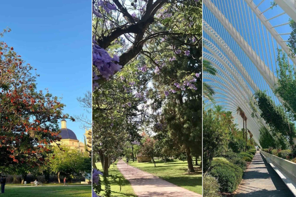 <p data-start="0" data-end="61">🌿&nbsp;<strong data-start="3" data-end="61">Valencia's Green Escape</strong></p>
<p data-start="63" data-end="360"><a href="https://www.getyourguide.com/valencia-l49/?partner_id=GZ1KO7T&amp;utm_medium=travel_agent">Valencia</a> is famous for its sunshine, Mediterranean lifestyle and remarkable green spaces. From tranquil gardens filled with blooming jacaranda trees to futuristic architectural masterpieces surrounded by lush landscapes, the city offers the perfect balance between urban energy and natural beauty.</p>
<p data-start="362" data-end="726">Stroll through the expansive <a href="https://www.getyourguide.com/jardi-del-turia-valencia-l164368/garden-park-tours-tc159/?partner_id=GZ1KO7T&amp;utm_medium=travel_agent"><strong data-start="391" data-end="408">Turia Gardens</strong></a>, one of Europe's largest urban parks, where locals cycle, jog and relax beneath palm trees and colourful blossoms. Continue your journey to the stunning <a href="https://www.getyourguide.com/l-umbracle-l144409/?partner_id=GZ1KO7T&amp;utm_medium=travel_agent"><strong data-start="562" data-end="576">L'Umbracle</strong></a>, an open-air botanical walkway that combines contemporary design with Mediterranean vegetation, creating one of Valencia's most photogenic locations.</p>
<p data-start="755" data-end="1093">Valencia embraces outdoor living. Visitors can explore beautiful gardens, enjoy open-air caf&eacute;s, discover local markets and experience the city's unique blend of historic heritage and modern architecture. Whether you're seeking relaxation or exploration, Valencia's green spaces offer a refreshing side of this vibrant Spanish destination.</p>
<p data-start="1116" data-end="1410">Stay at <a href="https://book.hotel.eu/hotels/lp3611a?source=hotels&amp;placeId=39.471033%2C-0.366587">Hospes Palau de la Mar</a>, a refined boutique hotel set within a restored 19th-century mansion. Combining elegant design, a tranquil wellness area and a prime location near the Turia Gardens, it provides the perfect retreat after a day of exploring Valencia's parks, culture and landmarks.</p>
<p data-start="1585" data-end="1662">#ValenciaSpain #TuriaGardens #CityBreakEurope #HiddenValencia #SpanishGetaway</p>